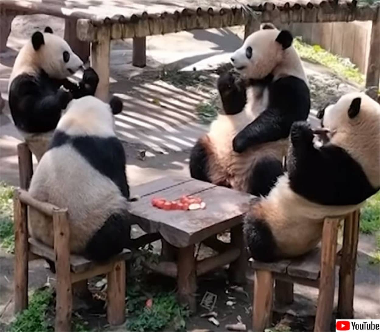 4頭のパンダがテーブルを囲んで仲良くお食事