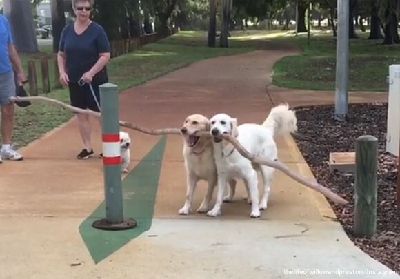 一緒ならうまくいくよ！長すぎる棒が運べない犬を助ける犬