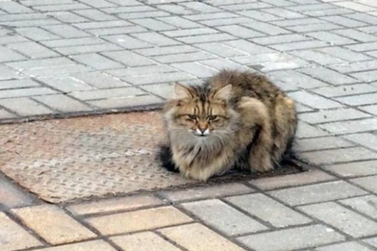 忠犬ならぬ忠猫がいた 1年以上も同じ場所で辛抱強く飼い主を待ち続けている捨て猫 ロシア カラパイア 忠犬ならぬ忠猫がいた 1年以上も同じ場所で辛抱強く飼い主を待ち続けている捨て猫 ロシア カラパイア