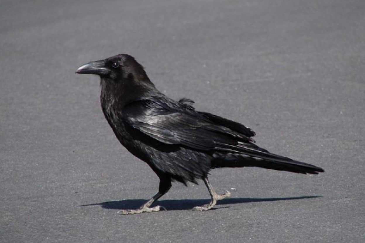 crow-g9a8e372cd_640_e