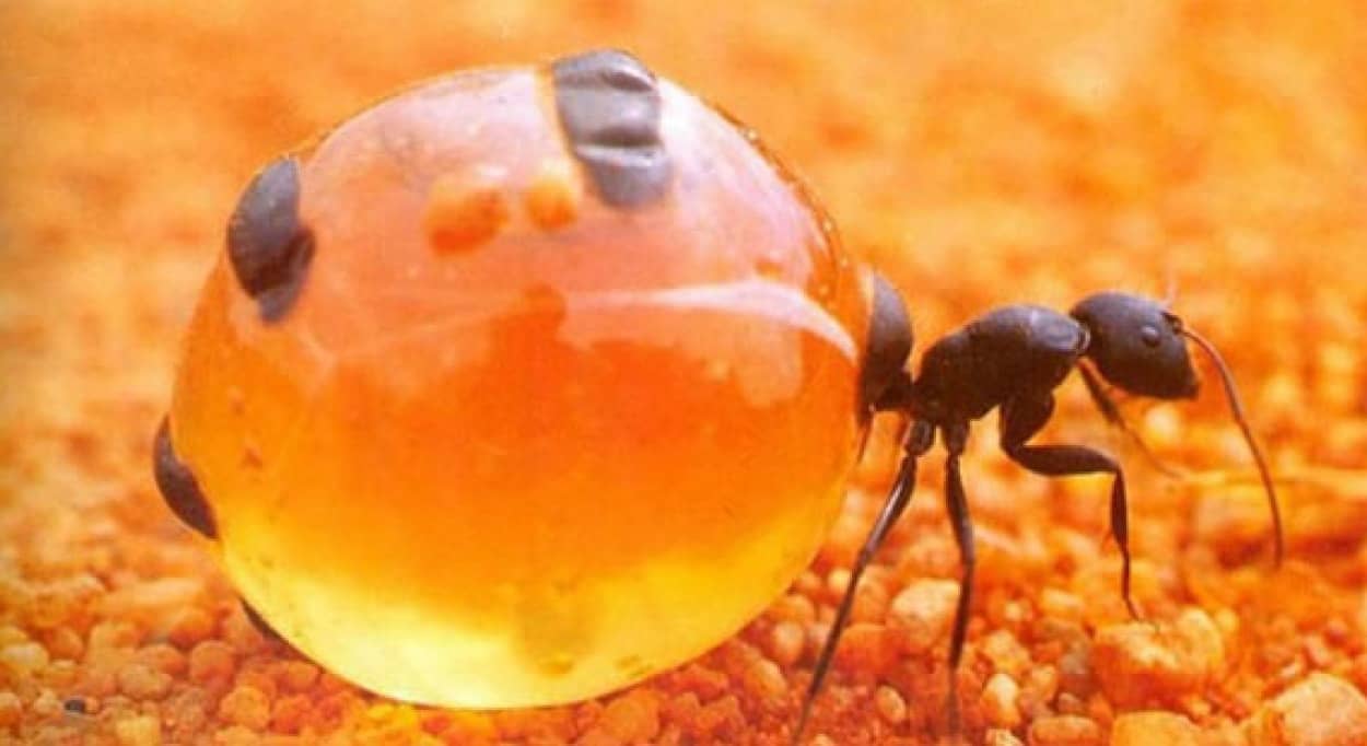 お腹パンパンに蜜を溜め込むオーストラリアの蟻 ミツツボアリ しかもうまいらしい カラパイア お腹パンパンに蜜を溜め込むオーストラリアの蟻 ミツツボアリ しかもうまいらしい カラパイア