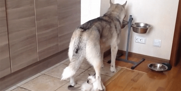 お前がご飯を食べるのなら 私がお前を食おう ハスキー犬の足をハムハムする子猫 カラパイア お前がご飯を食べるのなら 私がお前を食おう ハスキー犬の足をハムハムする子猫 カラパイア
