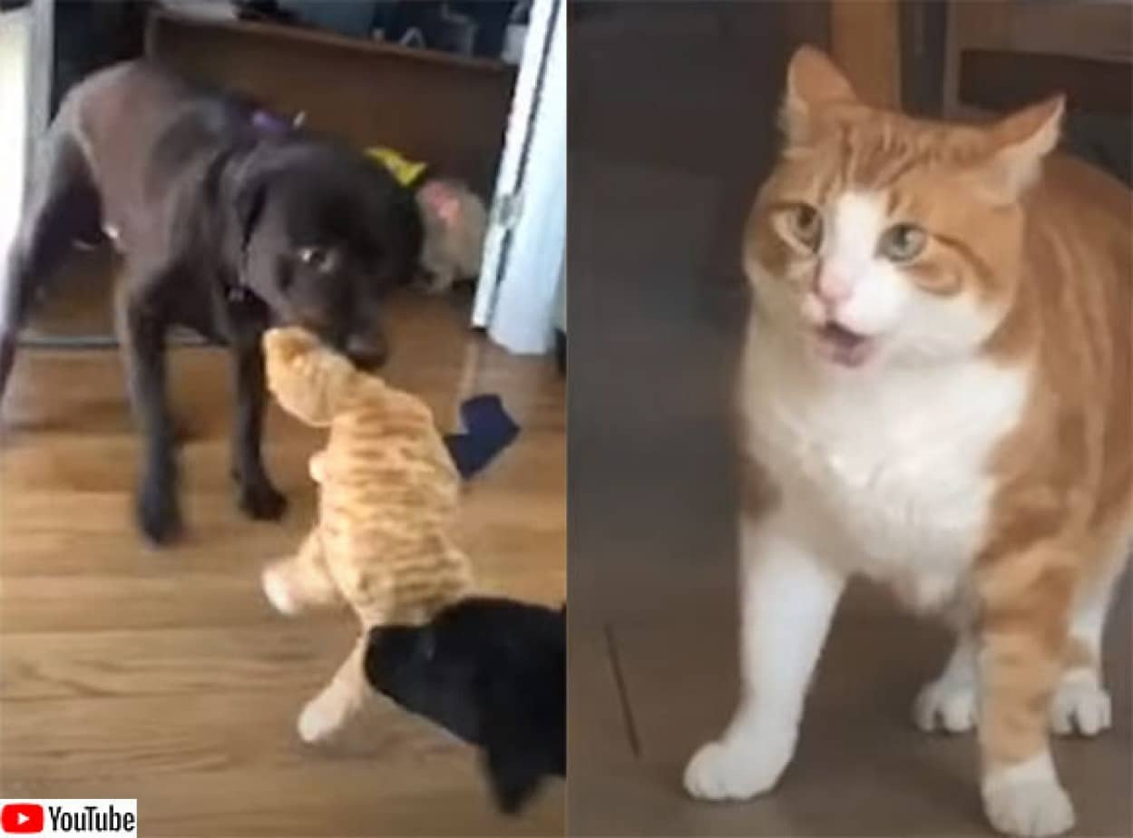 おまえらなんてこと 猫のぬいぐるみを引きちぎろうとしている2匹の犬に対する猫の反応 カラパイア おまえらなんてこと 猫のぬいぐるみを引きちぎろうとしている2匹の犬に対する猫の反応 カラパイア