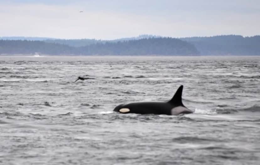 killer whale_e