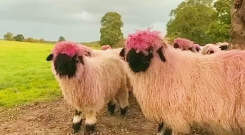 sheep2(1)_e