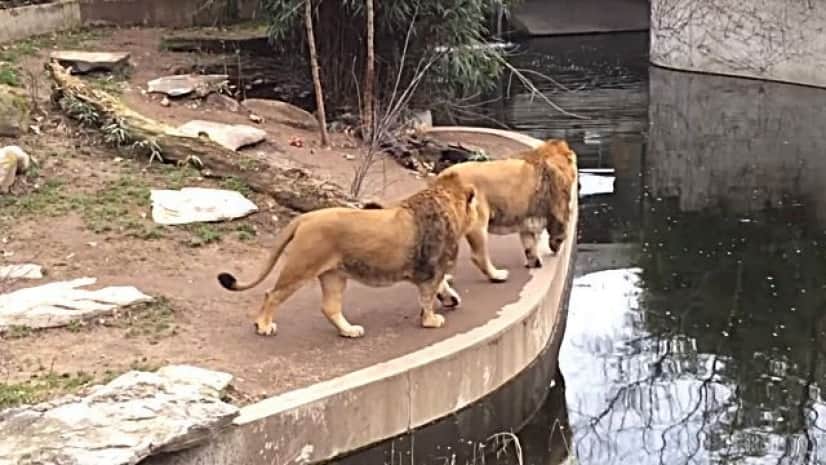 たまにはこんなこともあるさ どんまい 百獣の王 うっかり水に落っこちる カラパイア