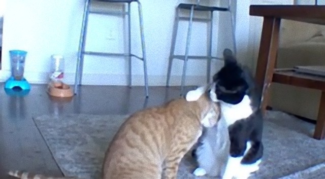 飼い主の留守中、寂しそうにしている弟分の猫を必死に慰める兄貴猫