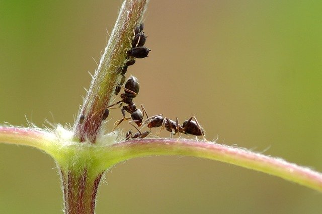 アリは「ガン」を嗅ぎ分けることができる。犬に匹敵する嗅覚