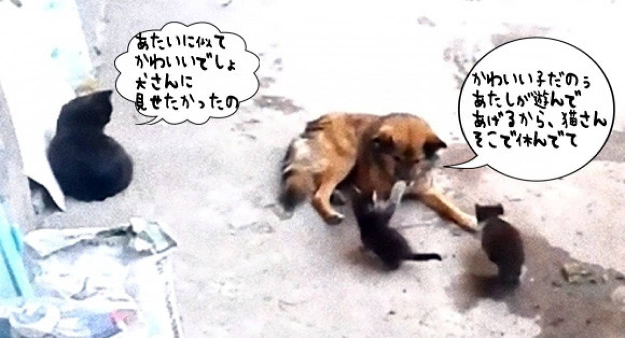 大親友の犬に生まれた我が子を見せにきた猫 母猫をねぎらい子猫の面倒をみる犬 カラパイア 大親友の犬に生まれた我が子を見せにきた猫 母猫をねぎらい子猫の面倒をみる犬 カラパイア