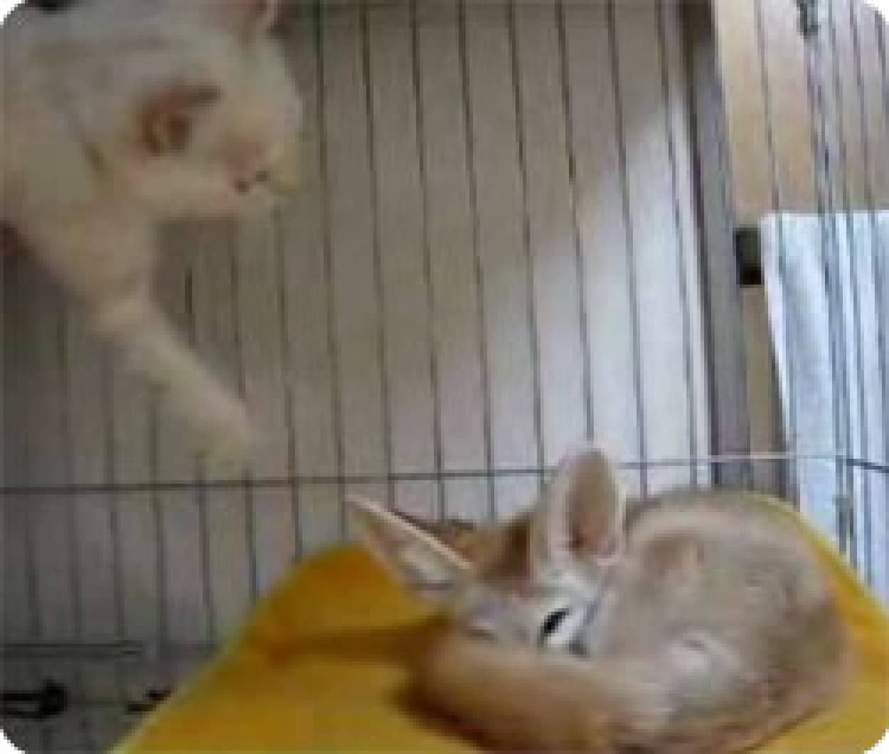 ぬこ フェネックが倒せない カラパイア