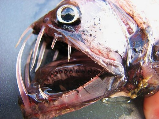 地球上に舞い降りた悪魔の使い 10のデビルフェイスな魚たち カラパイア 地球上に舞い降りた悪魔の使い 10のデビルフェイスな魚たち カラパイア