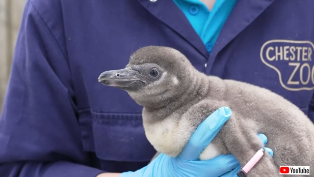 うれしいニュース！絶滅危惧種、フンボルトペンギンのヒナが11匹誕生