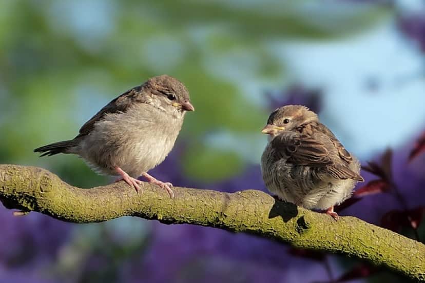 sparrows-3434123_640