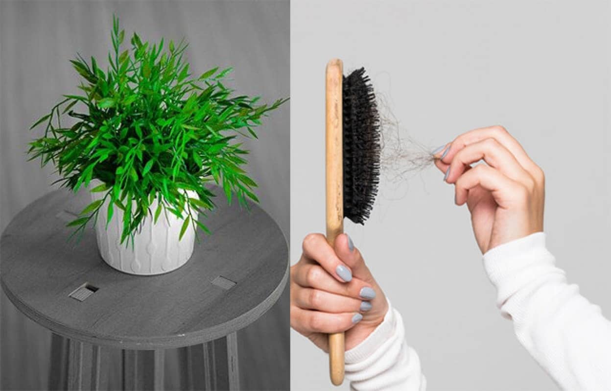 抜け毛を土に埋めることで植物がぐんぐん育つ