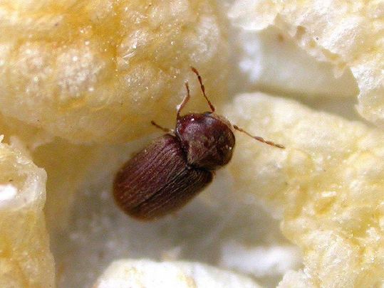 乾燥した食料を食う虫 タバコシバンムシ 煙草死番虫 カラパイア 乾燥した食料を食う虫 タバコシバンムシ 煙草死番虫 カラパイア