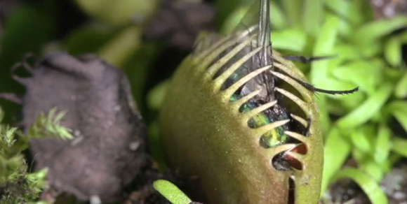 植物怖い 生々しい食虫植物の捕食シーンクライマックス高画質総集編映像 カラパイア