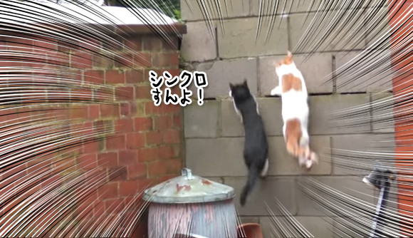 瞬間 心 重ねて 猫2匹の見事なるシンクロジャンプ だがそのあとが カラパイア