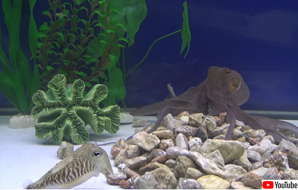 タコとイカがお得意の擬態能力を駆使してかくれんぼを楽しむ カラパイア タコとイカがお得意の擬態能力を駆使してかくれんぼを楽しむ カラパイア
