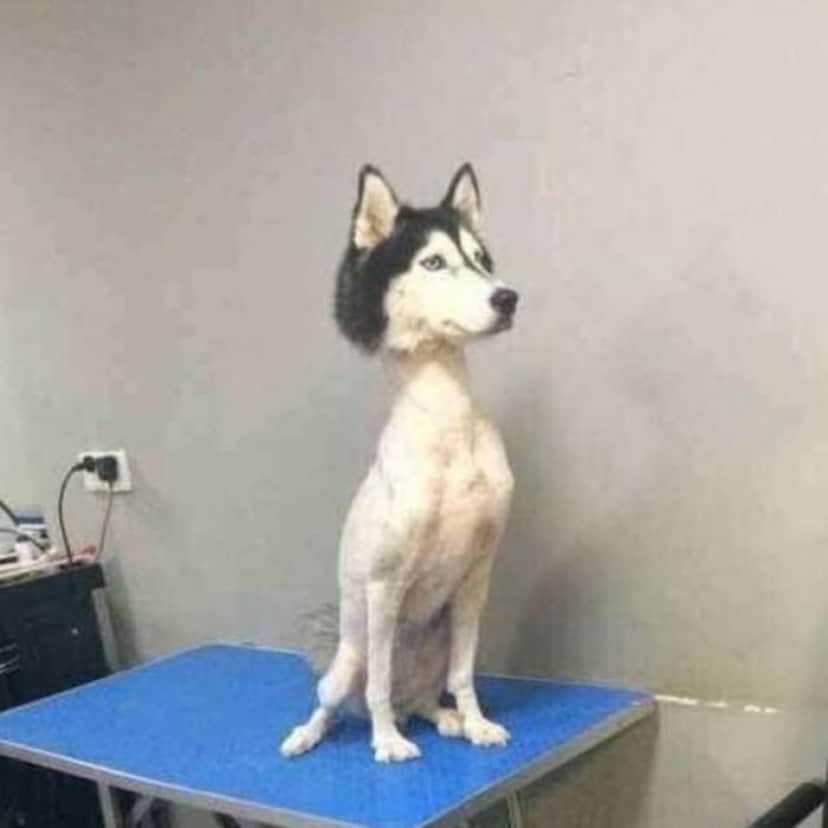 perros-husky-recreoviral-11-700x700