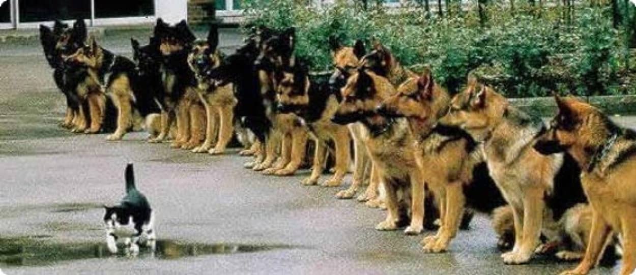 犬と猫