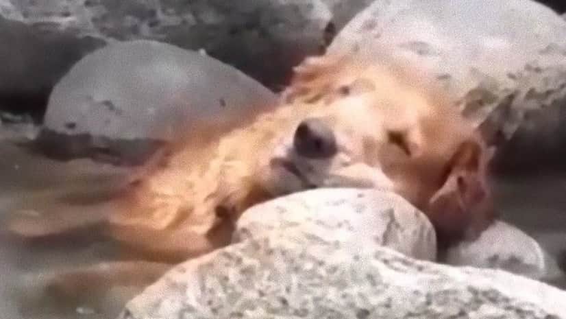 つめたくてきもちいいので川の中でウトウトうとりんこする犬の癒し動画 カラパイア