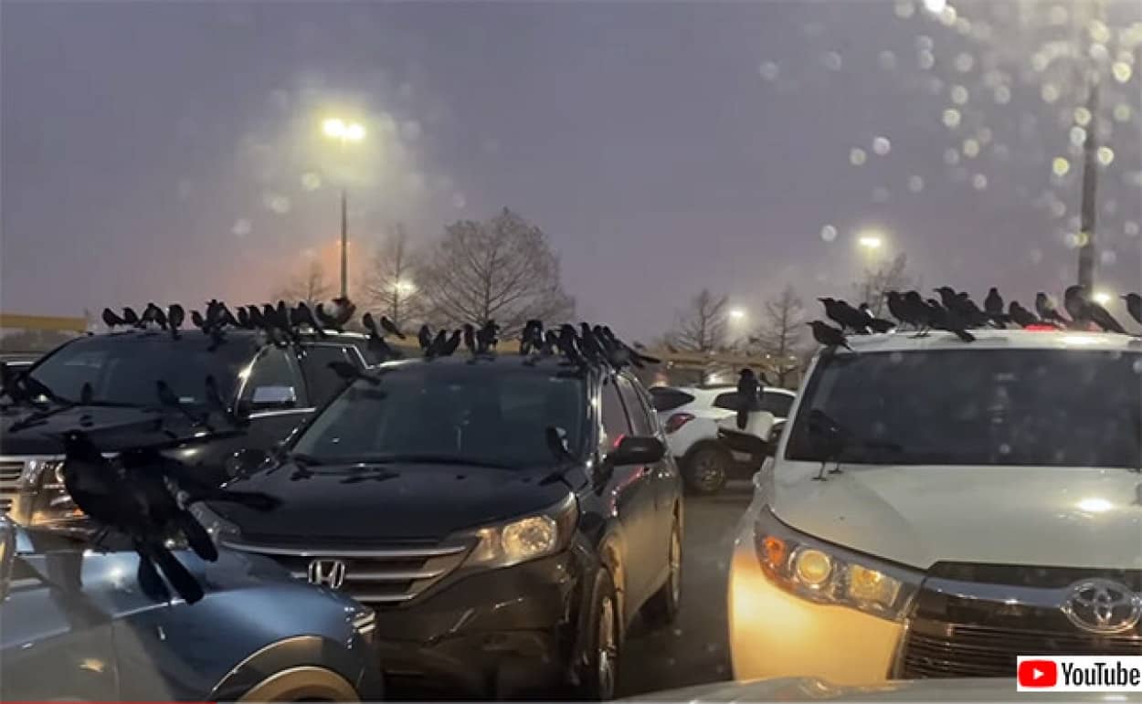 ヒッチコックの鳥　駐車場