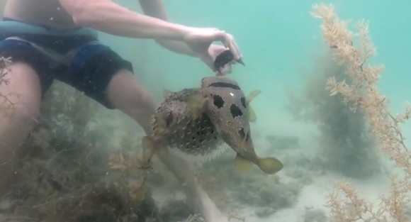 魚だって仲間を思う気持ちがある 網に捕らわれたフグのそばから片時も離れず 救助を待ち続けたフグ カラパイア