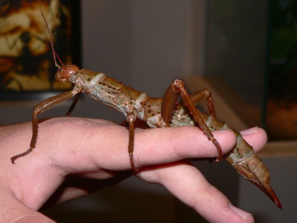 Eurycantha_calcarata_e