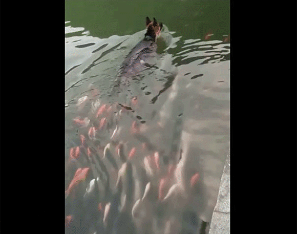 犬 水中の覇者となる 魚の群れを従わせながら泳ぐ犬の王 カラパイア