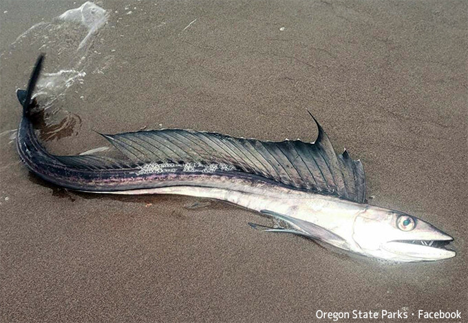 共食いで知られる貪欲な肉食性の深海魚がビーチに打ち上げられる謎