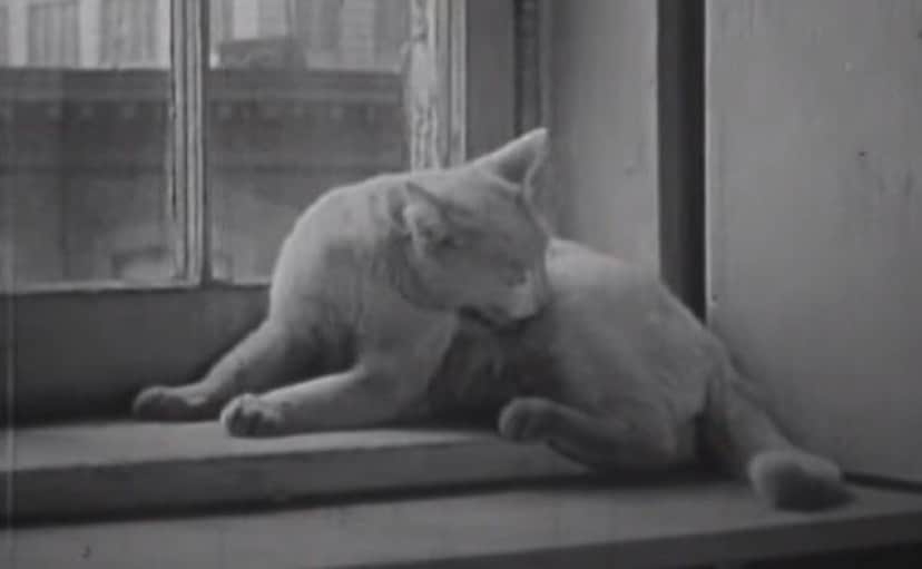 なんと1947年に撮影された猫動画が話題に 頑張るパパとママ 出産 育児のプライベートライフ 出産シーンあり カラパイア なんと1947年に撮影された猫動画が話題に 頑張るパパとママ 出産 育児のプライベートライフ 出産シーンあり カラパイア