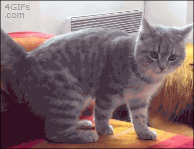 Youtubeで人気の猫動画をgifアニメーション化 猫ネコgifアニメ カラパイア