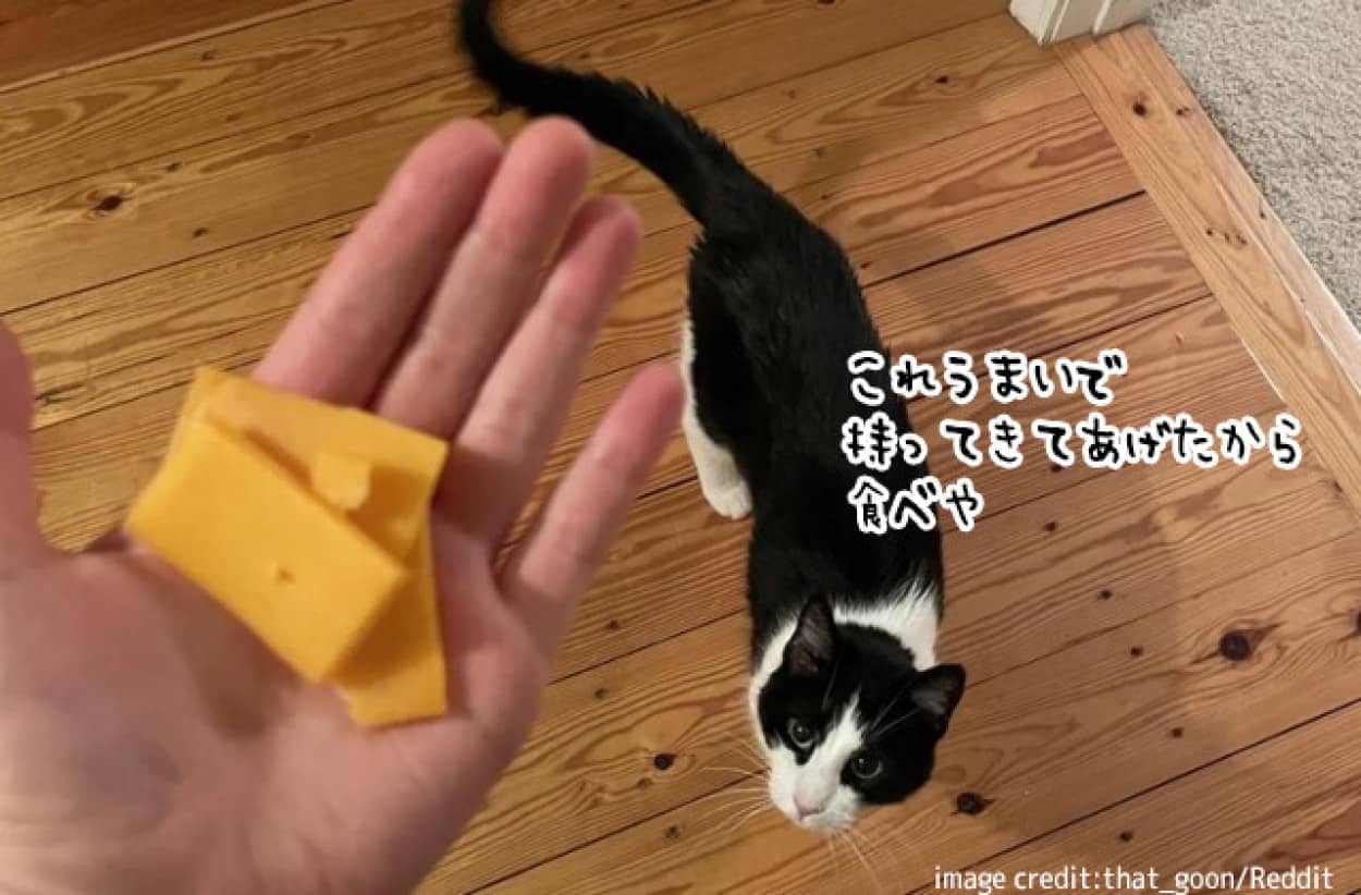 食事をしていない飼い主にチーズを差し出した猫