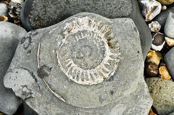 Jurasic_park_06