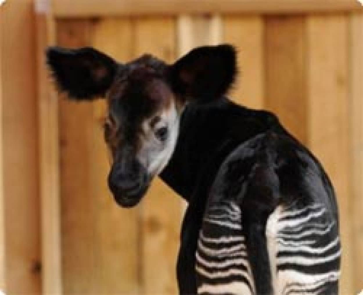 世界三大珍獣 オカピ の赤ちゃんが生まれたよ カラパイア