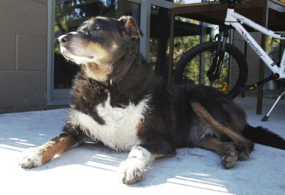 突如姿を消した老犬 その驚きの理由は 首元に結びつけられたメモ書きで明らかに ニュージーランド カラパイア