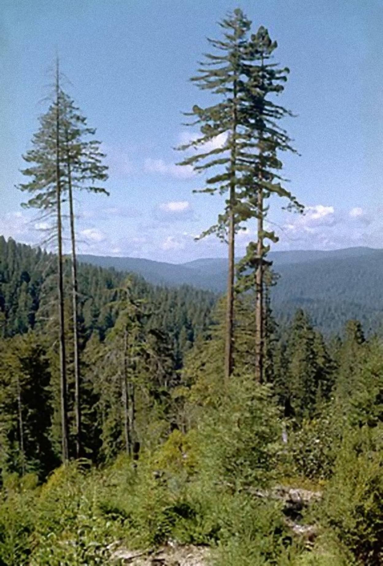 288px-Redwood_National_Park_REDW9343_e