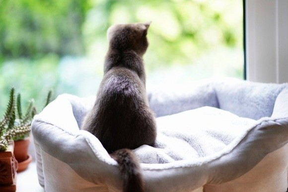 室内飼いの猫は何時間くらい1匹での留守番に耐えられるのか 外出するときの注意点は カラパイア 室内飼いの猫は何時間くらい1匹での留守番に耐えられるのか 外出するときの注意点は カラパイア