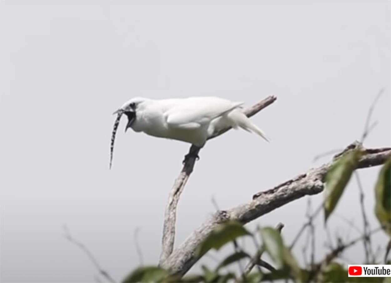 世界最大の鳴き声を持つスズドリ