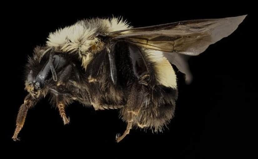 bumble-bee_public-domain