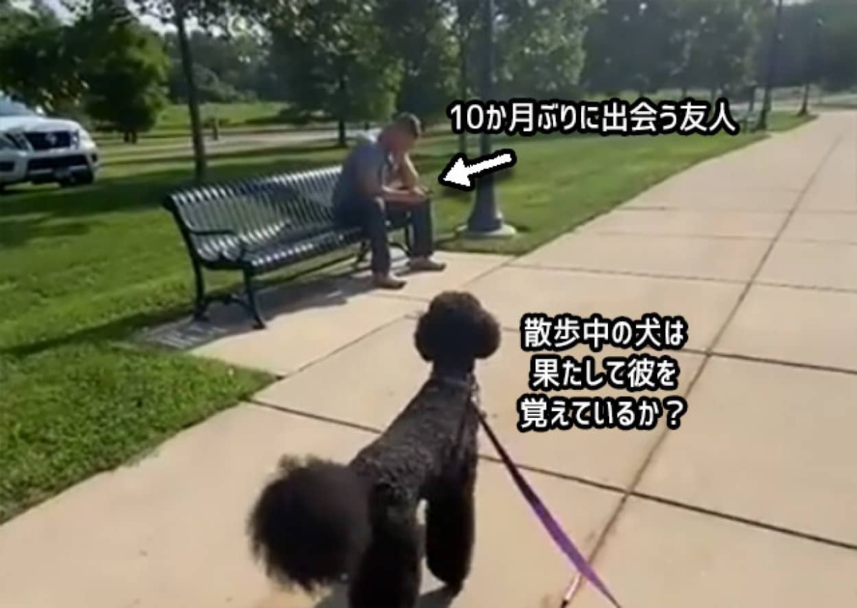 10か月ぶりに再会した友人に対する犬の反応