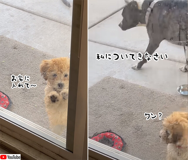 お家に入れない子犬に犬用ドアの使い方を教える大型犬