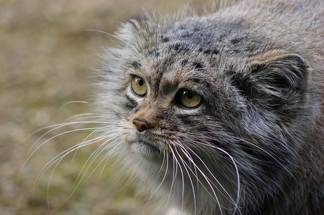 pallas-cat-3963081_640