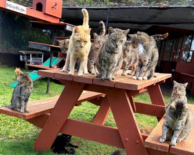 ハワイにある猫の楽園、660匹の猫を保護。野鳥の保護活動にも力を入れている