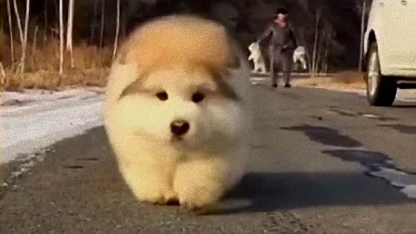 ころころころりん みんな元気に走り回るよ モコモコまんまるアラスカンマラミュートの子犬たち カラパイア ころころころりん みんな元気に走り回るよ モコモコまんまるアラスカンマラミュートの子犬たち カラパイア