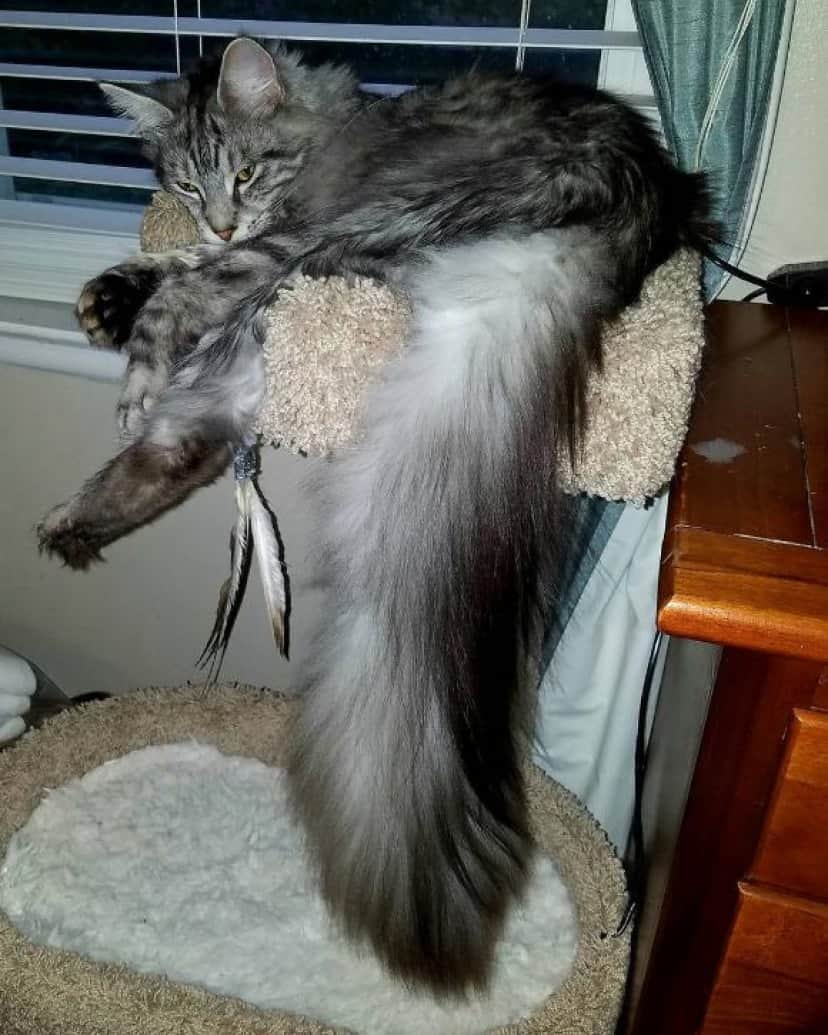 長くてフワ ッ 世界一尻尾の長い猫 メインクーンのシグナスさん アメリカ カラパイア 長くてフワ ッ 世界一尻尾の長い猫 メインクーンのシグナスさん アメリカ カラパイア