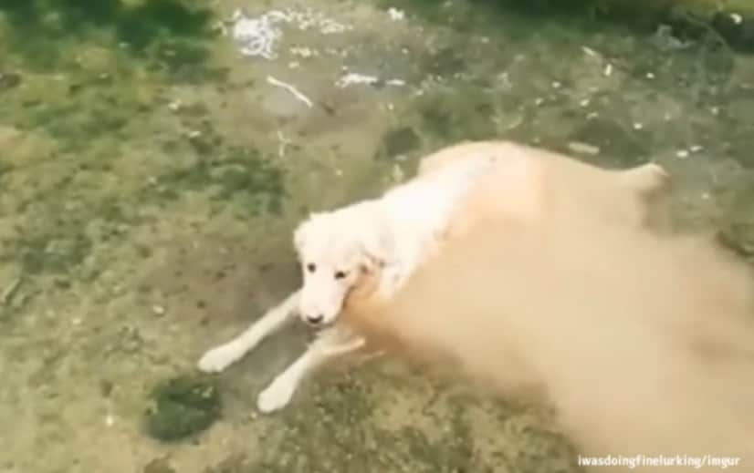 犬の体が水に溶けだしている だと 犬も流動液体なのかもしれない説 カラパイア