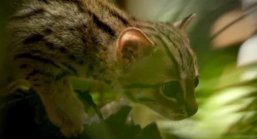 cat7