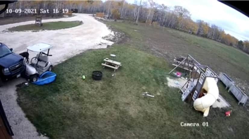 dog gocart5_e