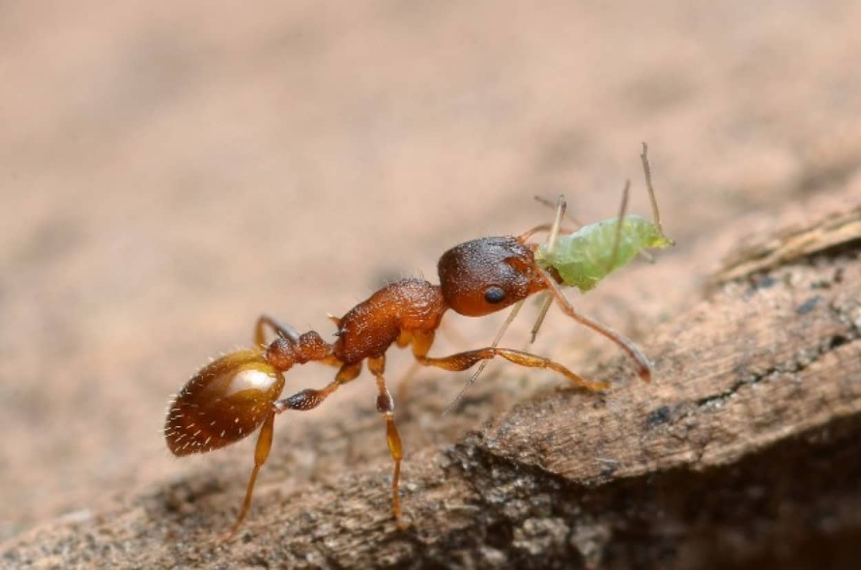 アリの寿命を延ばす寄生虫